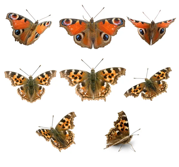 Butterfly set — Stockfoto