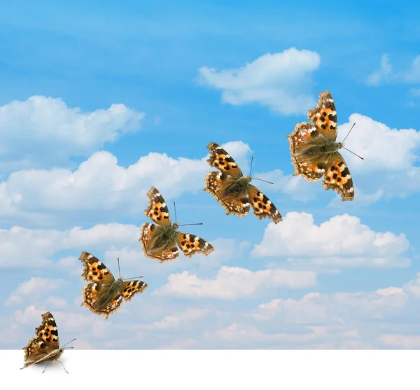 Butterfly takeoff — Stock Photo, Image