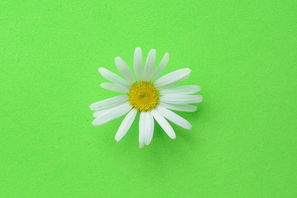 Цветок на зеленом — стоковое фото