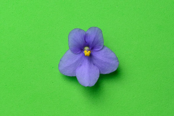 Flor en verde — Foto de Stock