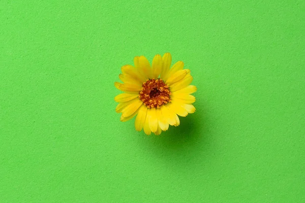 Цветок на зеленом — стоковое фото