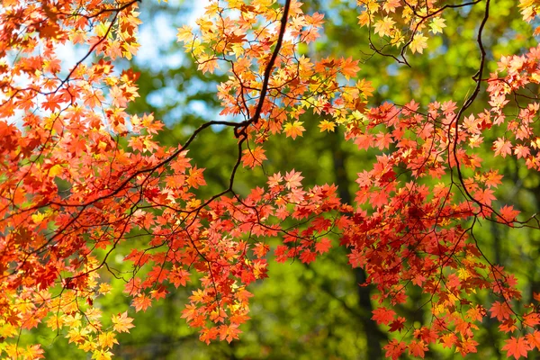 秋の紅葉 — ストック写真