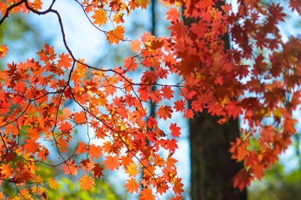 Feuilles d'automne lumineuses — Photo