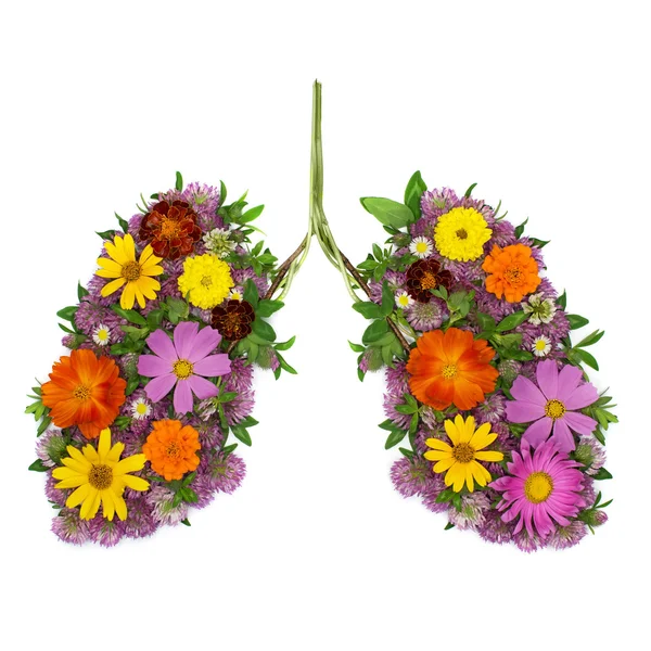 Healthy lungs — Stock Photo, Image
