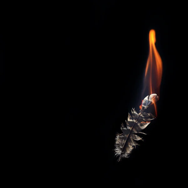 Feather burning in fire — Stock Photo, Image