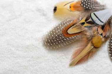 Parlak tüyler arka plan