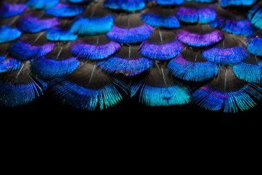 Parlak tüyler arka plan