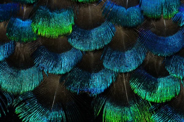 Fondo de plumas brillantes —  Fotos de Stock