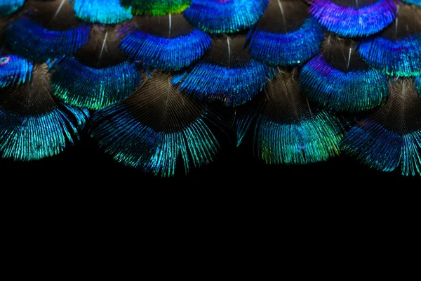 Fondo de plumas brillantes —  Fotos de Stock