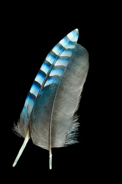 Bright feathers background — Stock Photo, Image