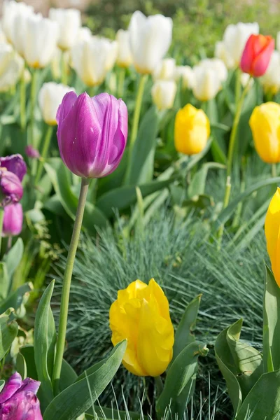 Tulipas — Fotografia de Stock