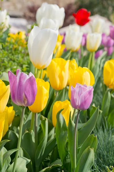 Tulipas — Fotografia de Stock