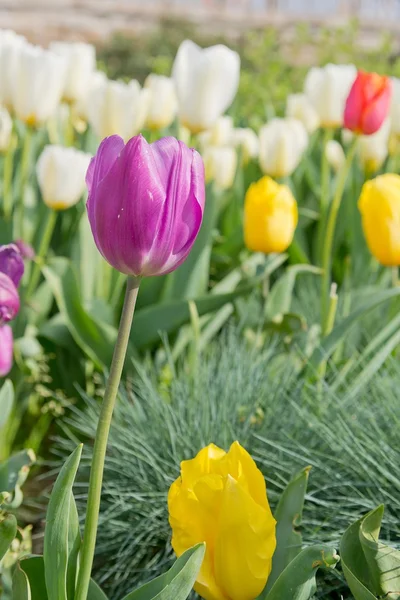 Tulipas Imagens De Bancos De Imagens Sem Royalties