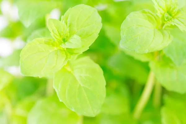 Fresh mint — Stock Photo, Image