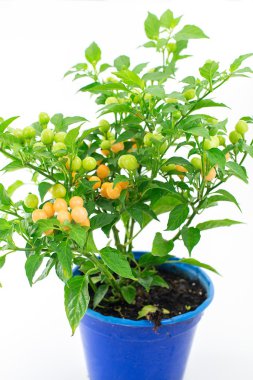 Chili 