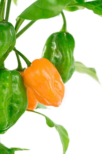 Habanero orange — Zdjęcie stockowe