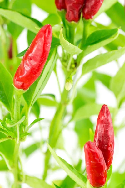 Chilli "pohled na oblohu" — Stock fotografie