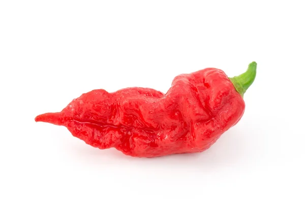 Bhut jolokia - chilli had — Stock fotografie