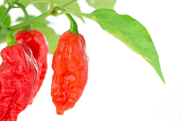 Bhut Jolokia - Serpente di peperoncino — Foto Stock