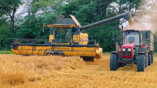 Tyhyy Stav Ukrajna Július 2021 Kombájn Önti Vágott Gabona Traktor — Stock videók