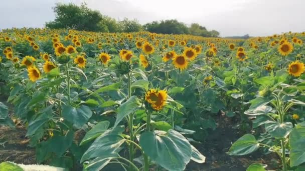 Slunečnice Kymácí Větru Farmářské Hřiště Zemědělství Pěstování Slunečnic Vysoce Kvalitní — Stock video