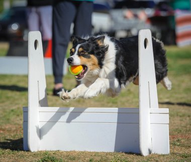 Avustralyalı çoban Flyball köpek