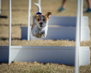 Flyball köpek engel gidiyor