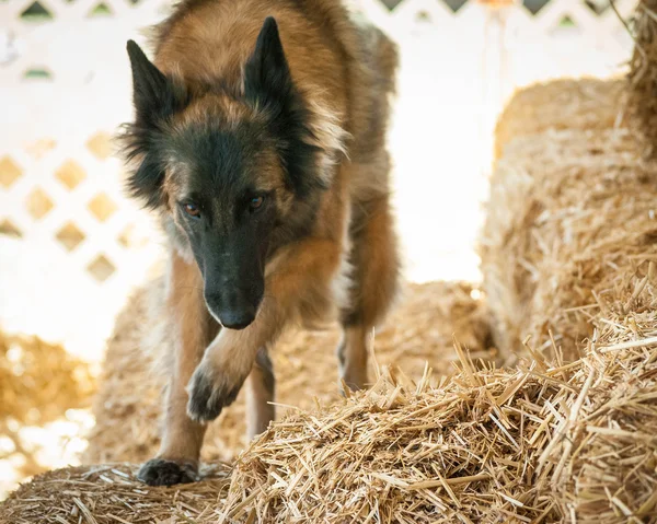 ベルギーの Tervuran 犬 — ストック写真