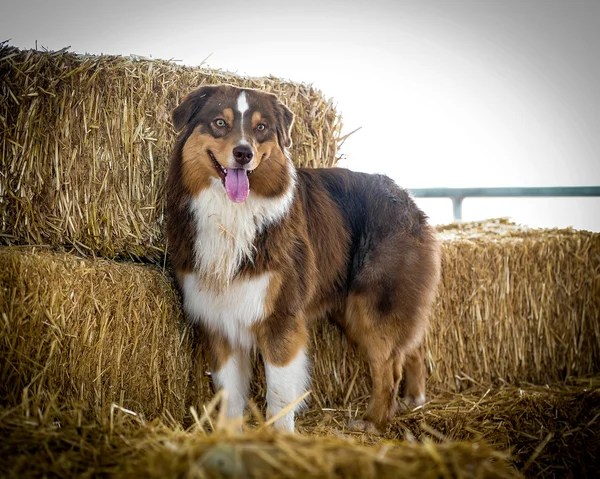 オーストラリアの羊飼いの犬 — ストック写真