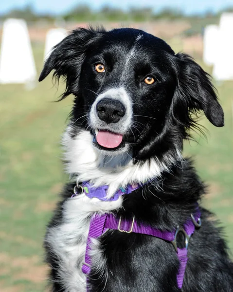 Confine Collie cane — Foto Stock