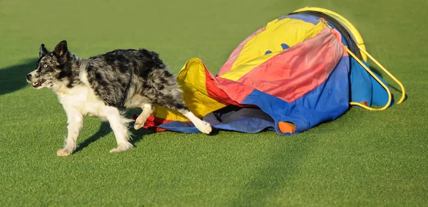 澳大利亚牧羊犬敏捷性 — 图库照片