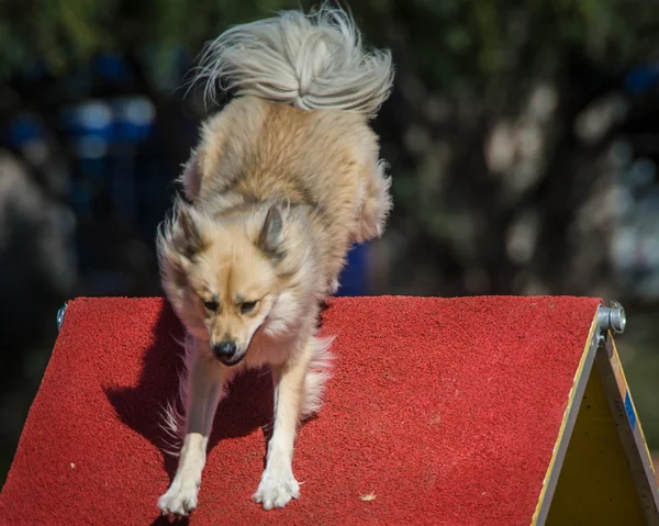 สุนัขบนความคล่องตัว A-Frame — ภาพถ่ายสต็อก