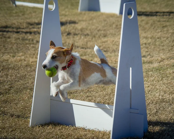 Jack Russell Terrier Przewodniczący — Zdjęcie stockowe