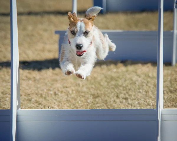 Jack russell terrier de —  Fotos de Stock