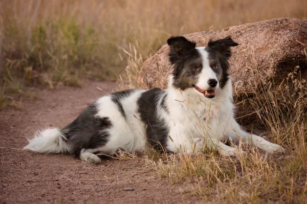 Border Collie assis assez — Photo