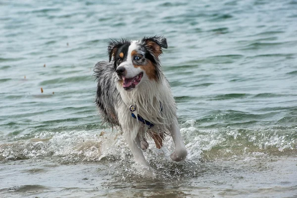 Cane pastore australiano — Foto Stock