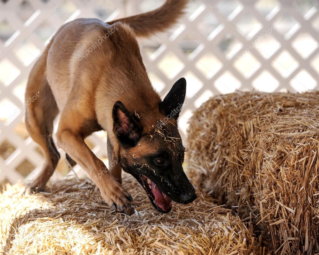 Belgian Malinois Dog — Stock Photo © beardeb #110360506