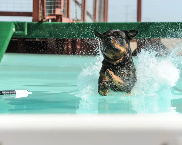 Cane che si tuffa dal molo — Foto Stock