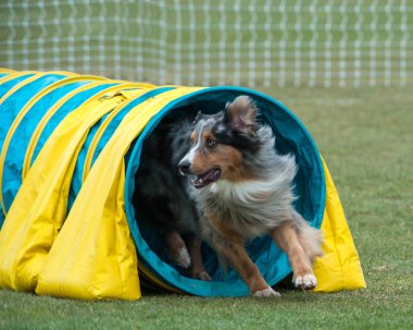 Avustralyalı çoban çeviklik