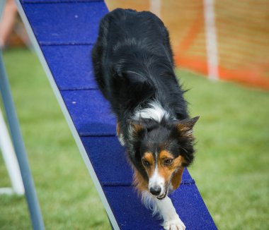 Avustralyalı çoban çeviklik