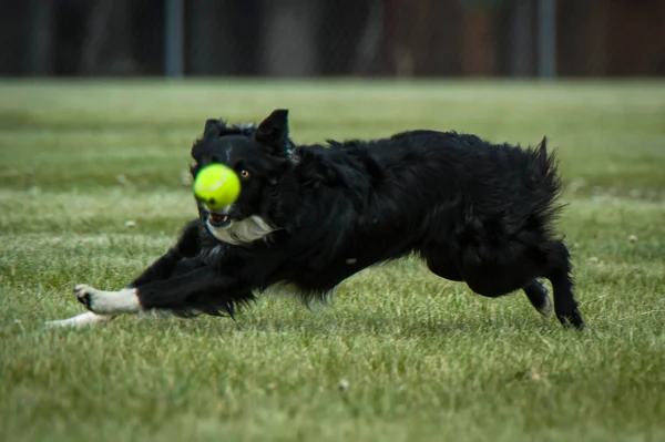 Border Collie pelota de tenis —  Fotos de Stock