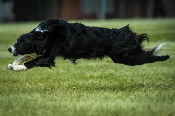 Border Collie กําลังทํางานอยู่ — ภาพถ่ายสต็อก