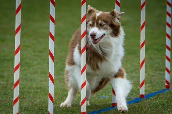 mini aussie agility