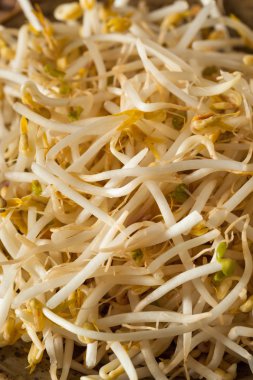 Ham sağlıklı beyaz fasulye filizi