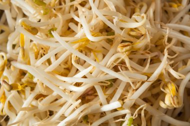 Ham sağlıklı beyaz fasulye filizi