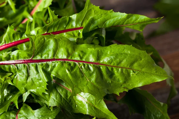 Rauwe biologische rode paardebloem Greens — Stockfoto