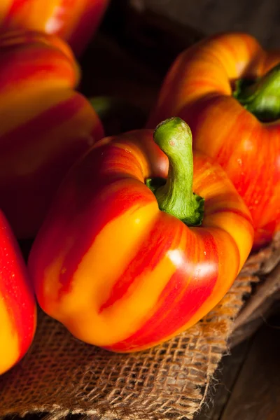 Raw Organic Striped Red Bell Pepper — Stock Photo, Image