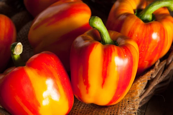 Raw Organic Striped Red Bell Pepper — Stock Photo, Image
