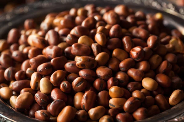 Raw Dry Organic Fava Beans — Stock Photo, Image
