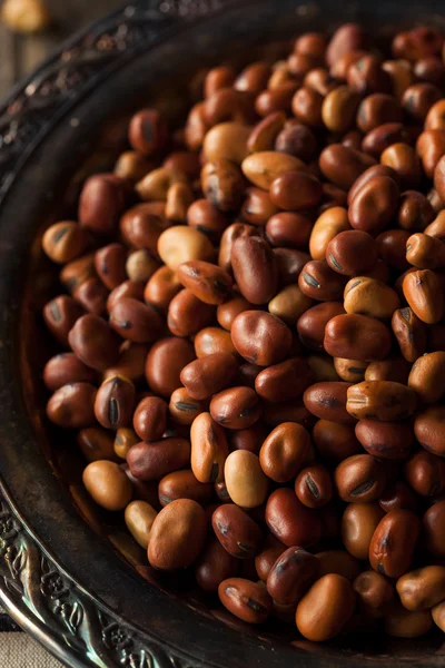 Frijoles Fava orgánicos secos crudos —  Fotos de Stock